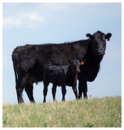 Open Prairie Natural meats sustainably raised cattle-all natural beef