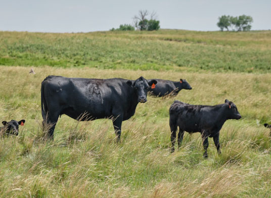 open prairie natural meats-animal welfare-vegetarian diet