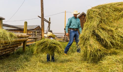 Cowboy watching a child wearing a cowboy hat carry a flake of hay